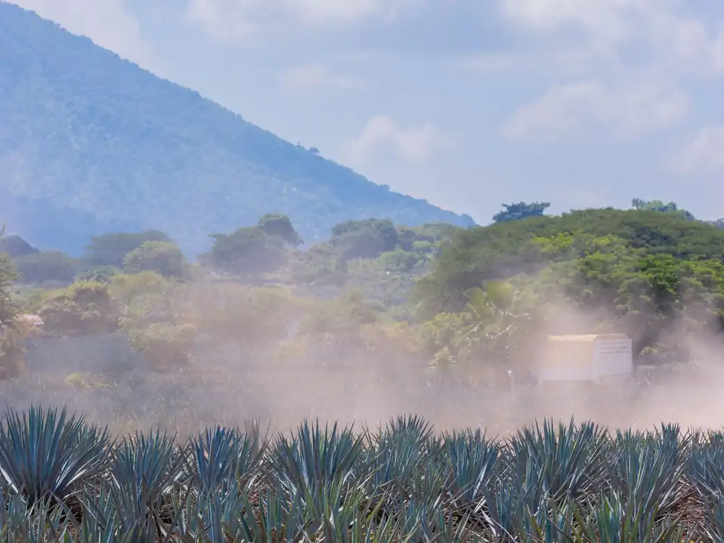 Campos de agave en Tequila, Jalisco